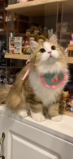 萌宠治愈系写真：戴樱桃围兜的米努特矮脚猫壁纸