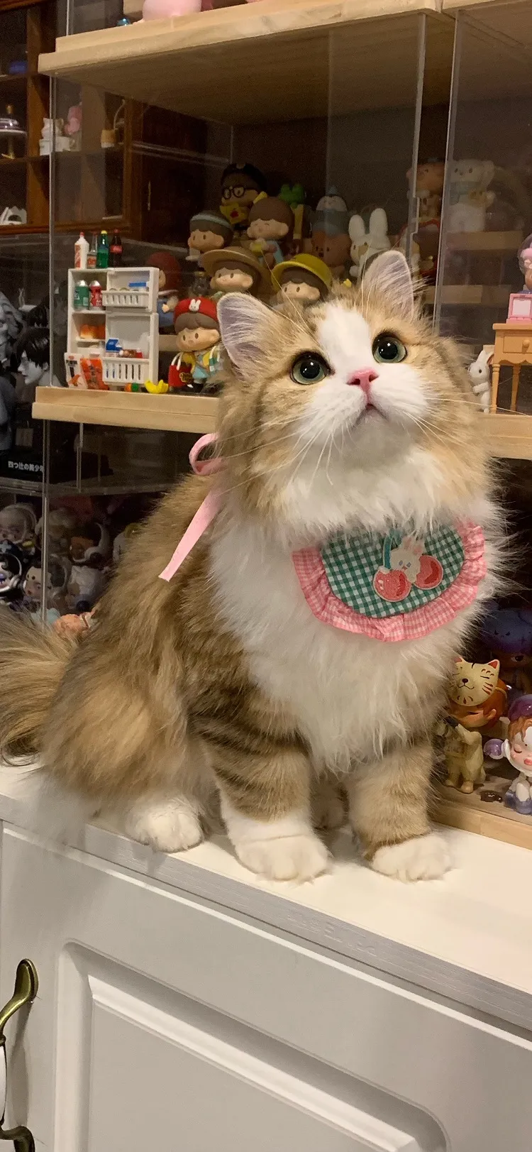 萌宠治愈系写真：戴樱桃围兜的米努特矮脚猫壁纸